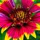 Indian Blanket Flowers are Big and Brightly Colorful