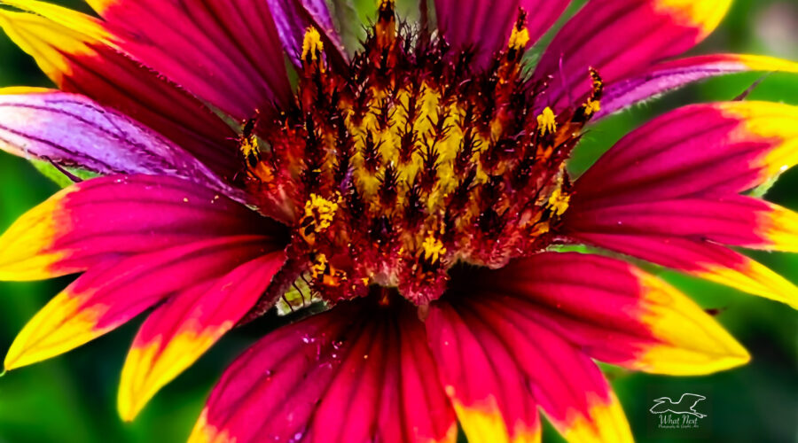 Beautiful Indian blanket blooms for only a short time in the early summer.