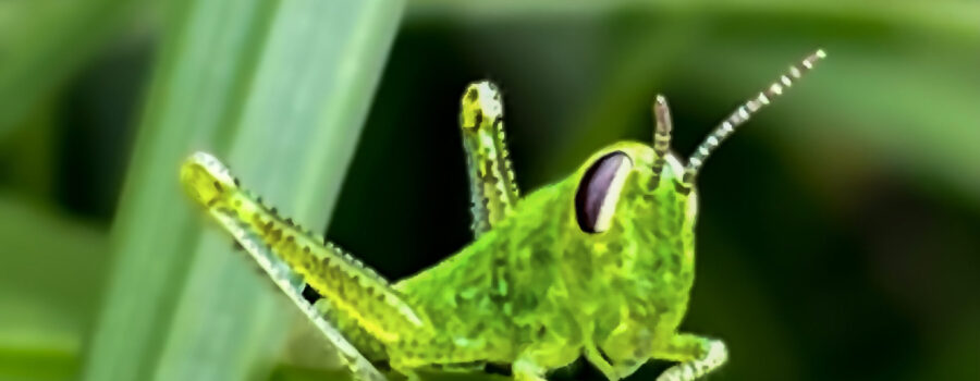 A short winged green grasshopper nymph attempts to hide in the thick grass.