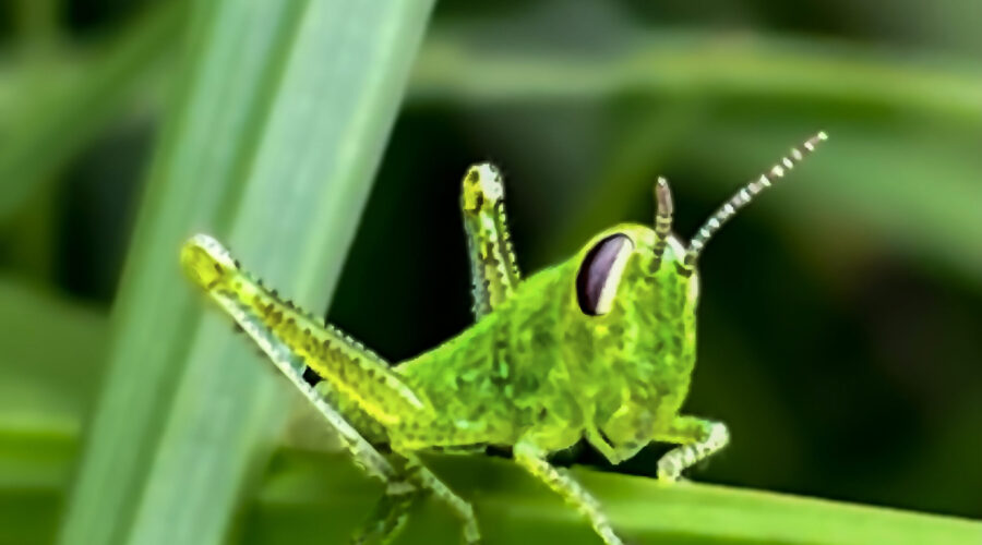 A short winged green grasshopper nymph attempts to hide in the thick grass.