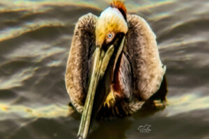 A male brown pelican in his breeding plumage is very handsome.