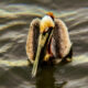 The Male Brown Pelican has Very Colorful Breeding Plumage