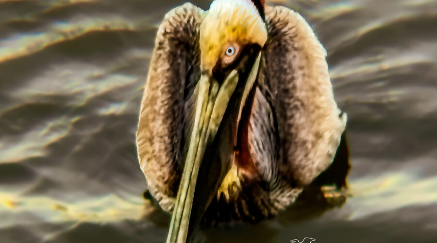 A male brown pelican in his breeding plumage is very handsome.