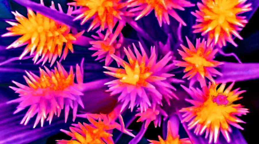 A photographic image of a group of globe sedge fruits has been recolored to give the fruits a fiery appearance.