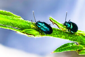 A pair of Altica beetles crawls over a beeblossom stem looking for tender leaves to eat.
