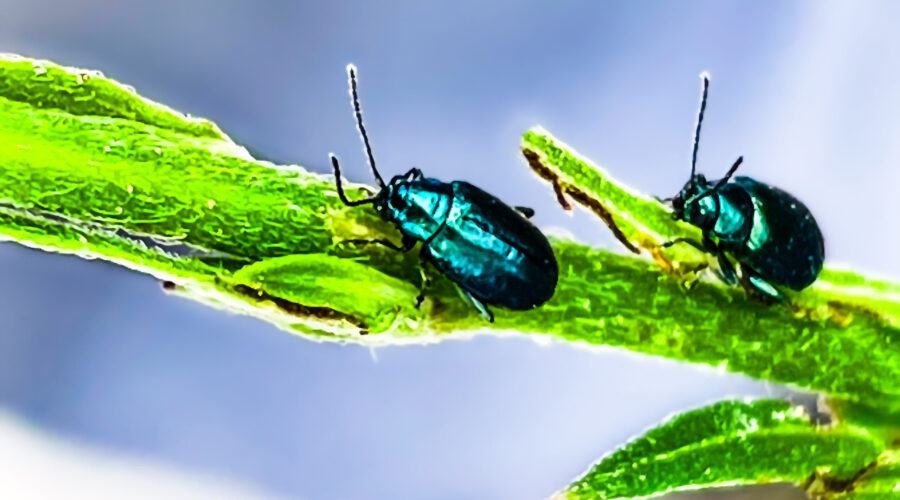 A pair of Altica beetles crawls over a beeblossom stem looking for tender leaves to eat.