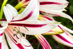 Spider lilies can have up to twenty large, gorgeous flowers on a single stalk.
