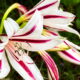 Spider Lilies Have Large, Beautiful Flowers