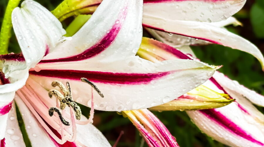 Spider lilies can have up to twenty large, gorgeous flowers on a single stalk.
