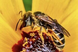 A ligated furrow bee, a type of sweat bee, climbs over the center of a tickseed flower after feeding on nectar.
