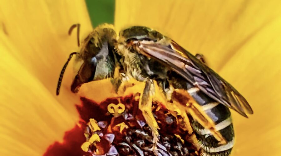 A ligated furrow bee, a type of sweat bee, climbs over the center of a tickseed flower after feeding on nectar.