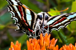 A zebra swallowtail butterfly feeds on nectar from an orange butterfly plant.