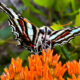 A Colorful Bush and a Beautiful Butterfly Make Spring Wonderful