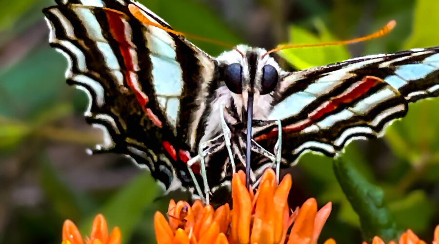 A zebra swallowtail butterfly feeds on nectar from an orange butterfly plant.