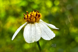 A single blackjack flower shines in the sunlight after a rainstorm.