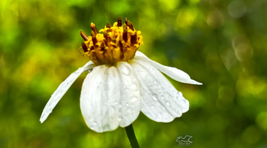 A single blackjack flower shines in the sunlight after a rainstorm.