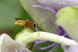 A tiny compost fly prepares to lay eggs on a passion fruit flower.