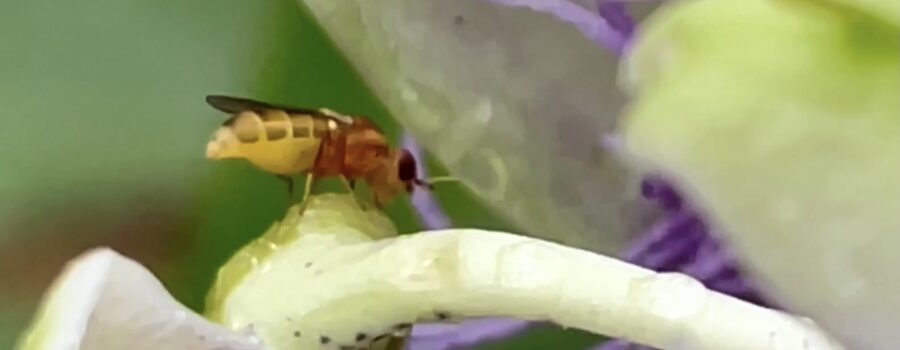 A tiny compost fly prepares to lay eggs on a passion fruit flower.