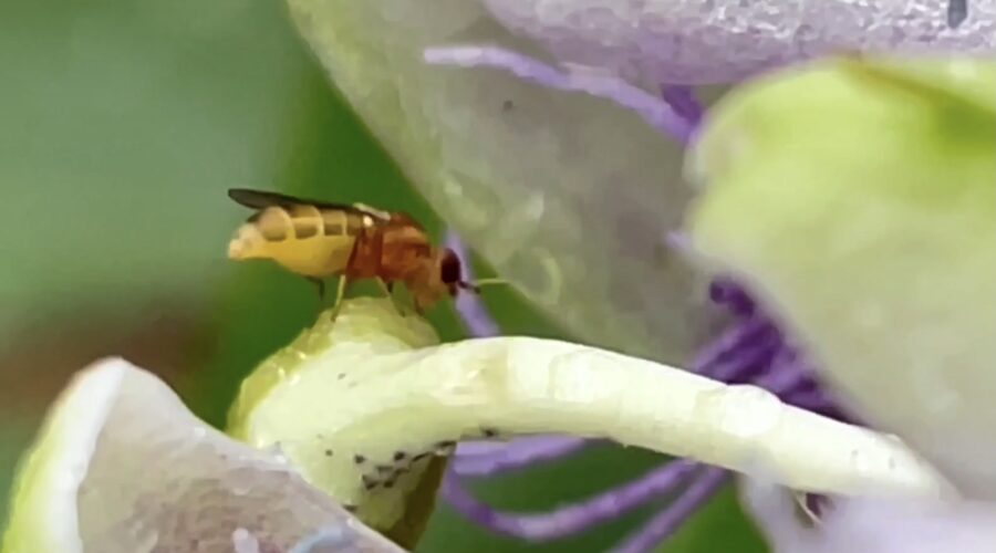 A tiny compost fly prepares to lay eggs on a passion fruit flower.