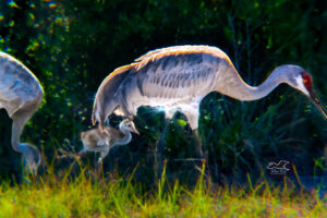 A family of sandhill cranes meanders along a path searching for bugs and seeds to eat.