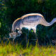 A Little Family of Sandhill Cranes is a Beautiful Sight