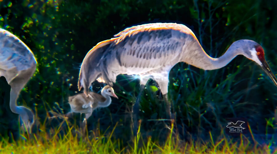 A family of sandhill cranes meanders along a path searching for bugs and seeds to eat.