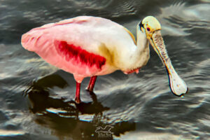 This roseate spoonbill was wading in the sea water while preening and hunting for food.