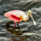 Roseate Spoonbills are One of Florida’s Most Interesting Birds