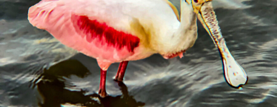 This roseate spoonbill was wading in the sea water while preening and hunting for food.