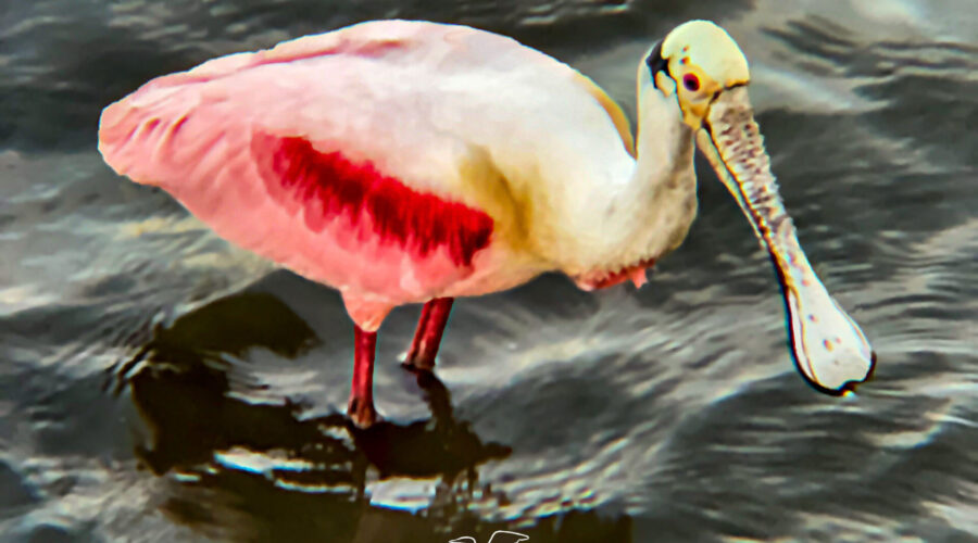 This roseate spoonbill was wading in the sea water while preening and hunting for food.