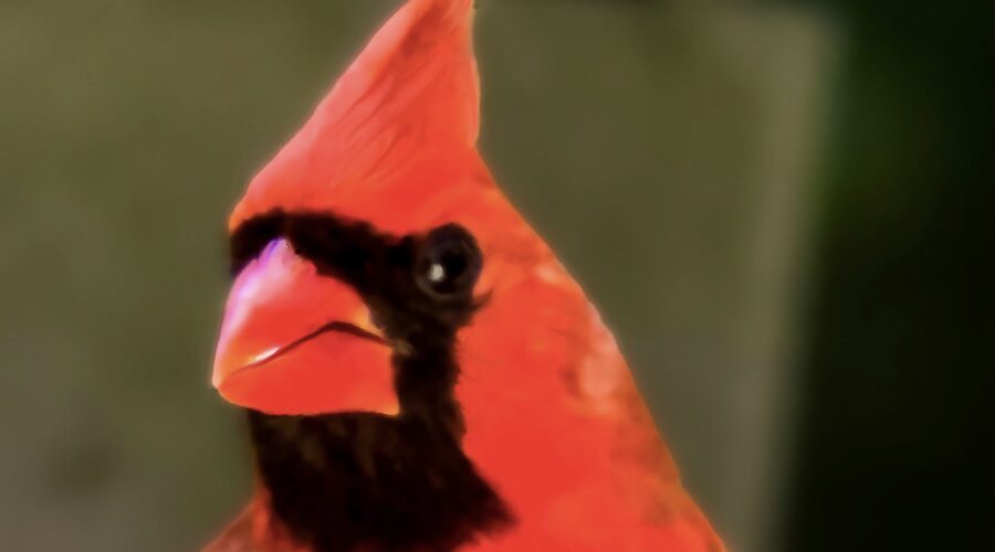 Poppa cardinal perches at the feeding station waiting for breakfast to be supplied.