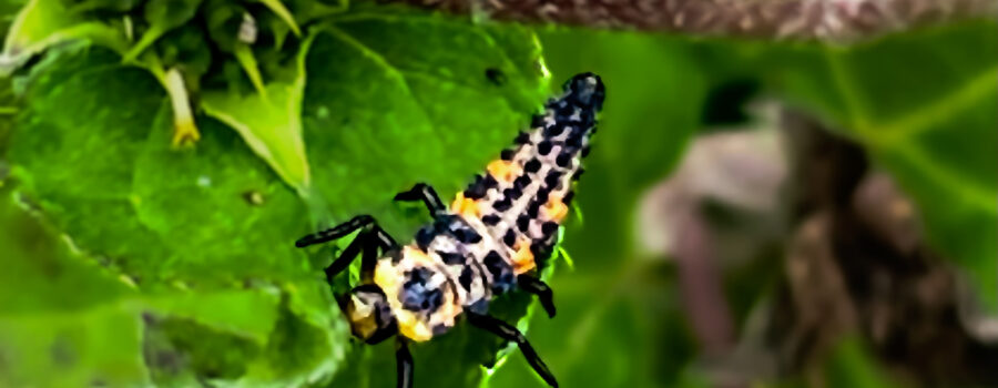 A larval seven spotted ladybug larva crawls along the stem of a wildflower.