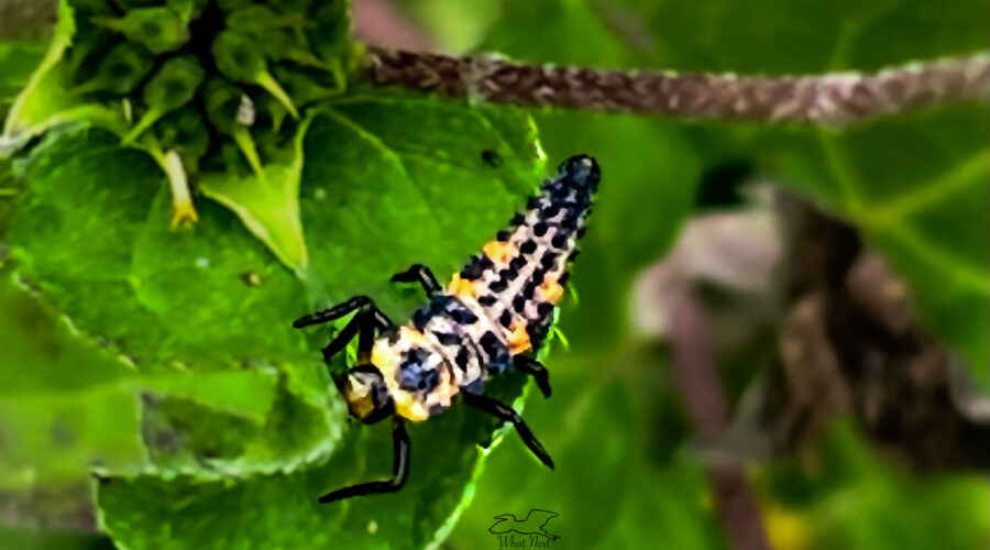 A larval seven spotted ladybug larva crawls along the stem of a wildflower.