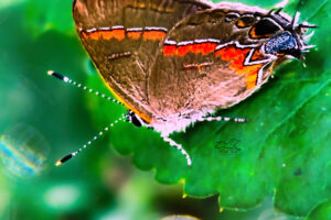 A red banded hairstreak floats in and land on a leaf on a quiet morning..