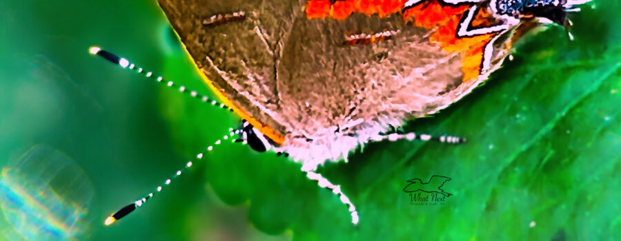 A red banded hairstreak floats in and land on a leaf on a quiet morning..