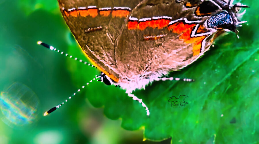A red banded hairstreak floats in and land on a leaf on a quiet morning..