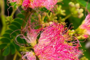 Pink mimosa flowers look like explosions of color erupting from the branches.