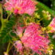 The Bright Pink Flowers Make Mimosa Trees Exceptionally Colorful