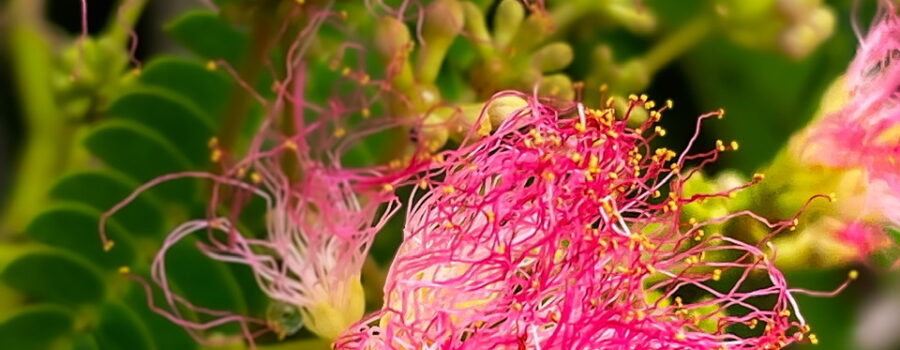 Pink mimosa flowers look like explosions of color erupting from the branches.