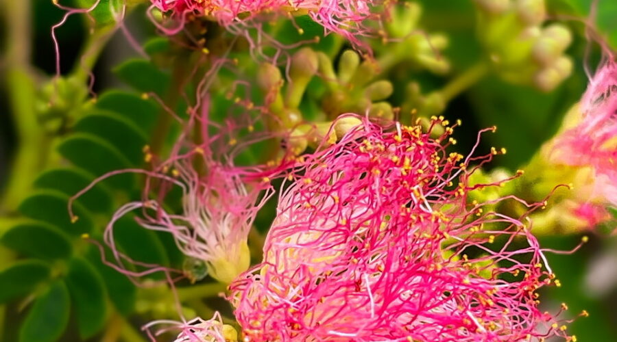 Pink mimosa flowers look like explosions of color erupting from the branches.