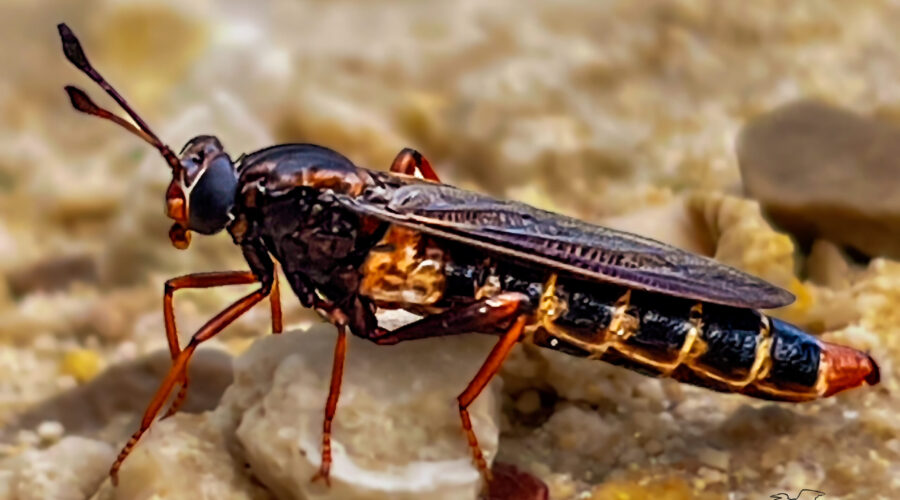 The striped abdomen and clubbed antennas help to identify the clubbed mydas fly.