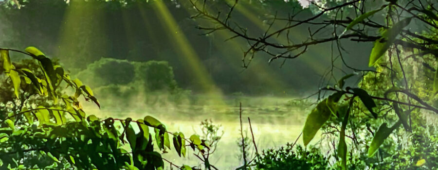 The view across a small swamp at daybreak can be quite stunning.