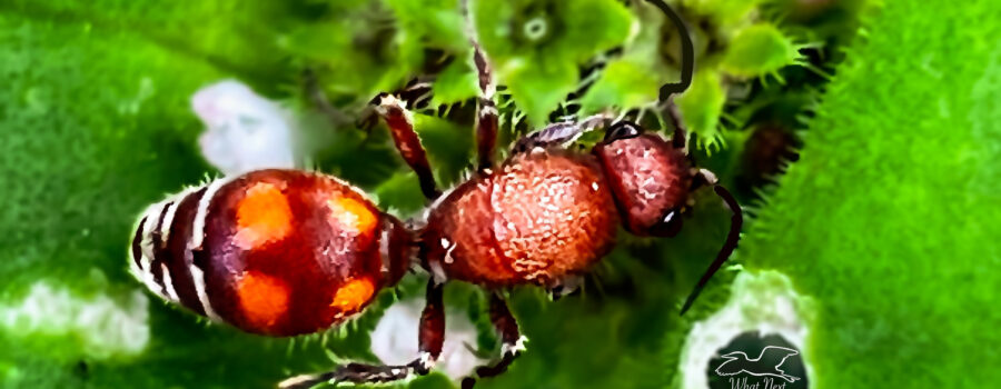 Velvet ants look like ants, but they are actually flightless female wasps.