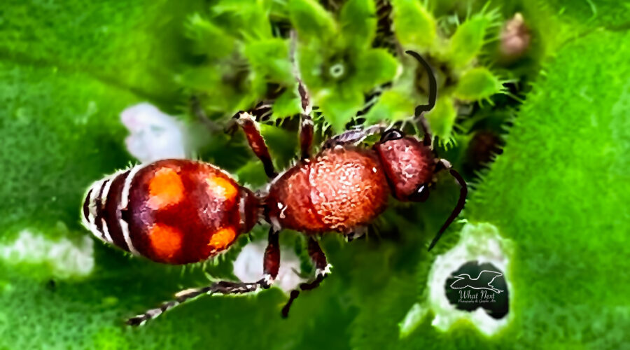 Velvet ants look like ants, but they are actually flightless female wasps.