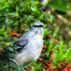 The Northern Mockingbird is One of Nature’s Most Interesting