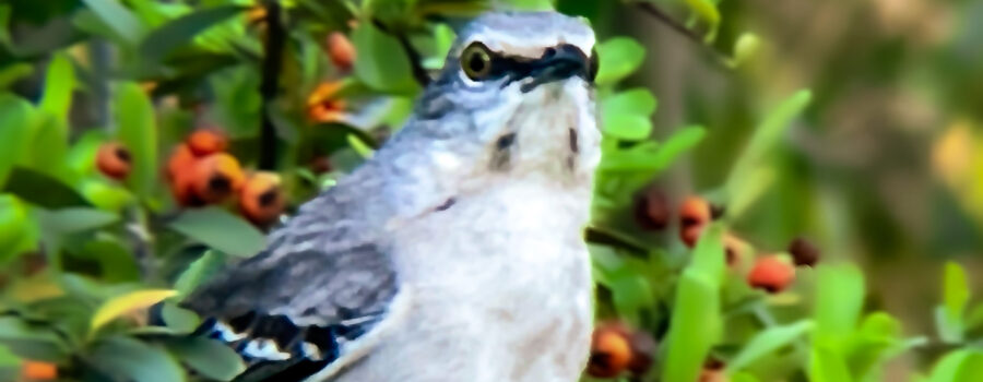This northern mockingbird looked directly at the photographer on several occasions.