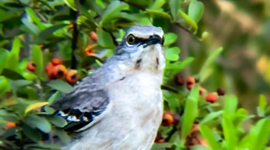 This northern mockingbird looked directly at the photographer on several occasions.