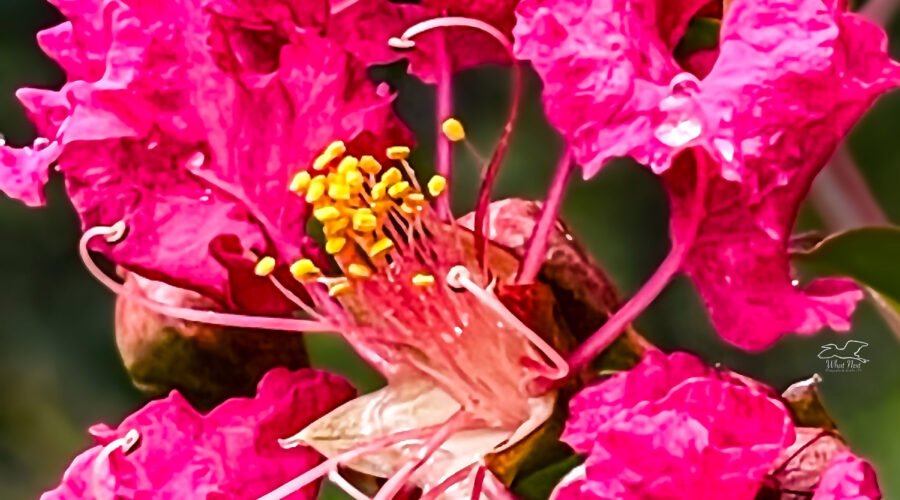 Red crepe myrtle flowers shine after a thunderstorm.