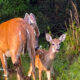 Old or Young, Deer are Highly Attentive to the World