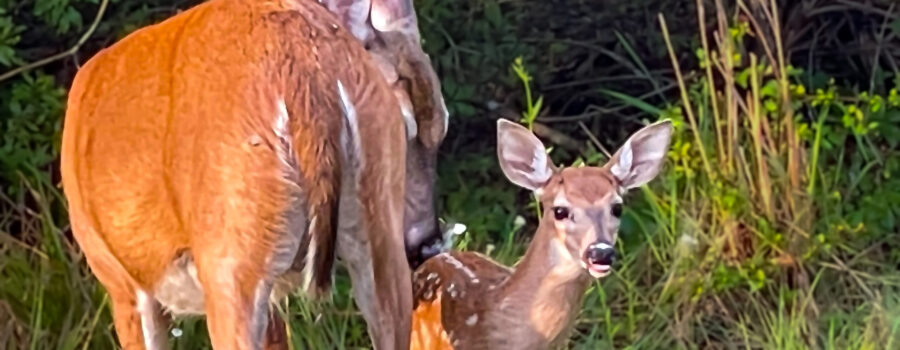 A female white tailed deer grooms her fawn.